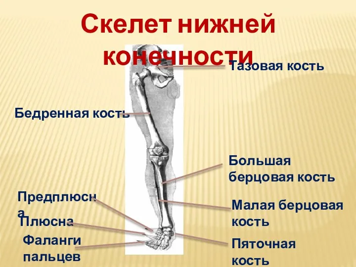 Скелет нижней конечности Тазовая кость Бедренная кость Большая берцовая кость