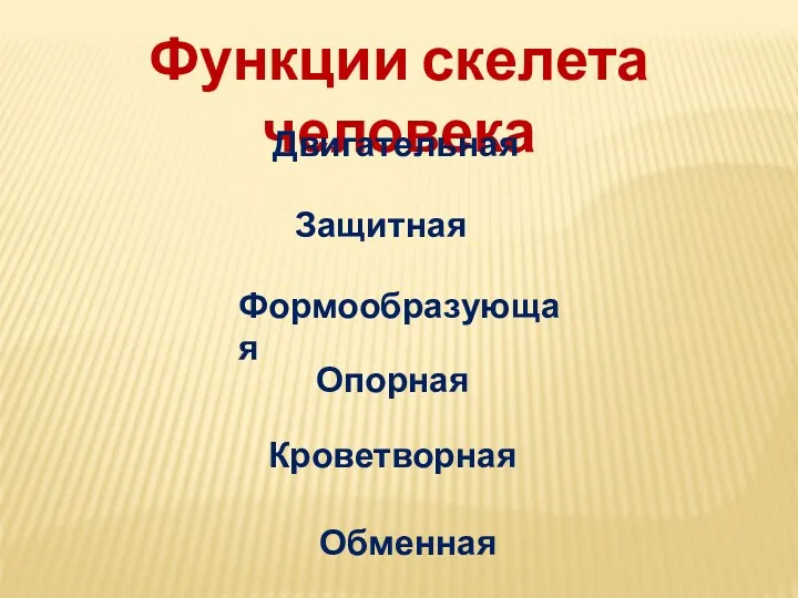 Функции скелета человека Двигательная Защитная Формообразующая Опорная Кроветворная Обменная