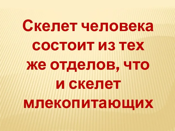 Скелет человека состоит из тех же отделов, что и скелет млекопитающих