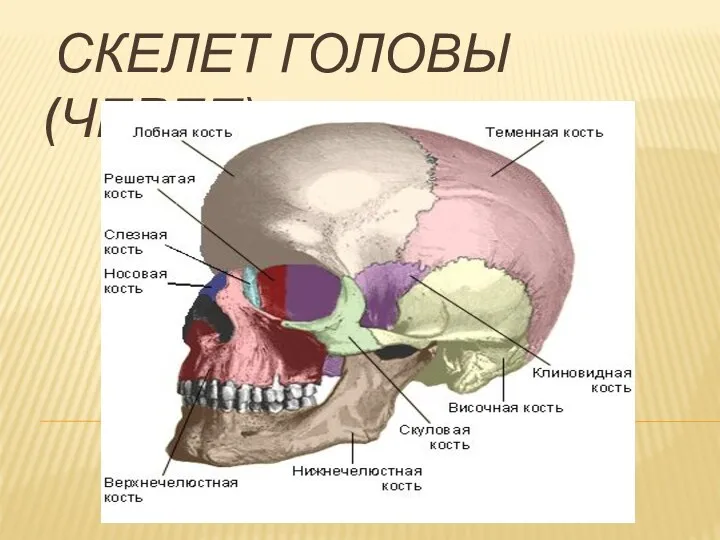 СКЕЛЕТ ГОЛОВЫ (ЧЕРЕП)