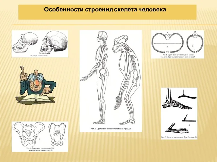 Особенности строения скелета человека