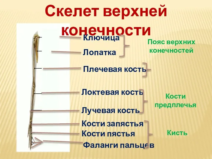 Скелет верхней конечности Ключица Лопатка Плечевая кость Локтевая кость Лучевая