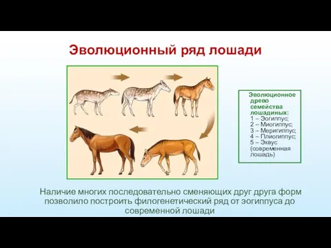 Эволюционный ряд лошади Наличие многих последовательно сменяющих друг друга форм