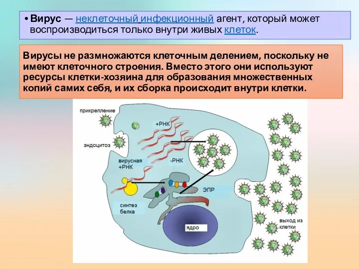 Вирус — неклеточный инфекционный агент, который может воспроизводиться только внутри живых клеток. Вирусы