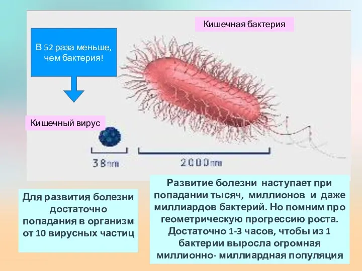 Кишечная бактерия Кишечный вирус В 52 раза меньше, чем бактерия!
