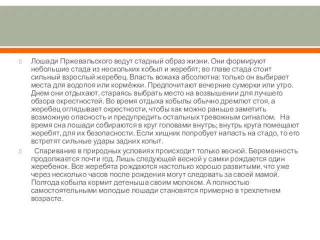 Лошади Пржевальского ведут стадный образ жизни. Они формируют небольшие стада