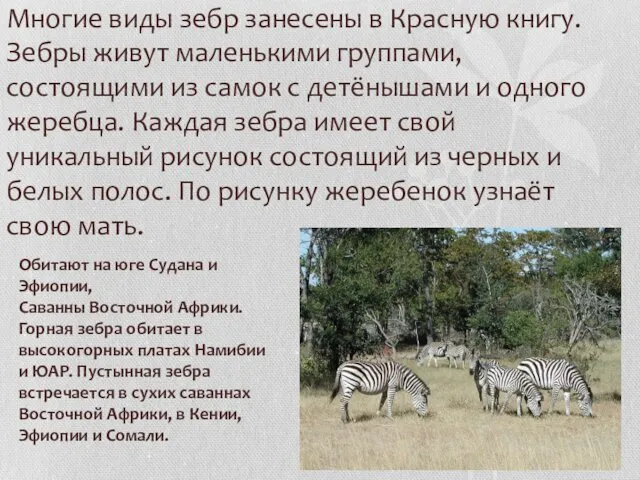 Многие виды зебр занесены в Красную книгу. Зебры живут маленькими группами, состоящими из
