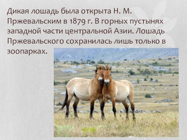 Дикая лошадь была открыта Н. М. Пржевальским в 1879 г. В горных пустынях