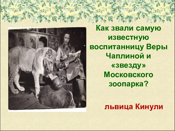 Как звали самую известную воспитанницу Веры Чаплиной и «звезду» Московского зоопарка? львица Кинули