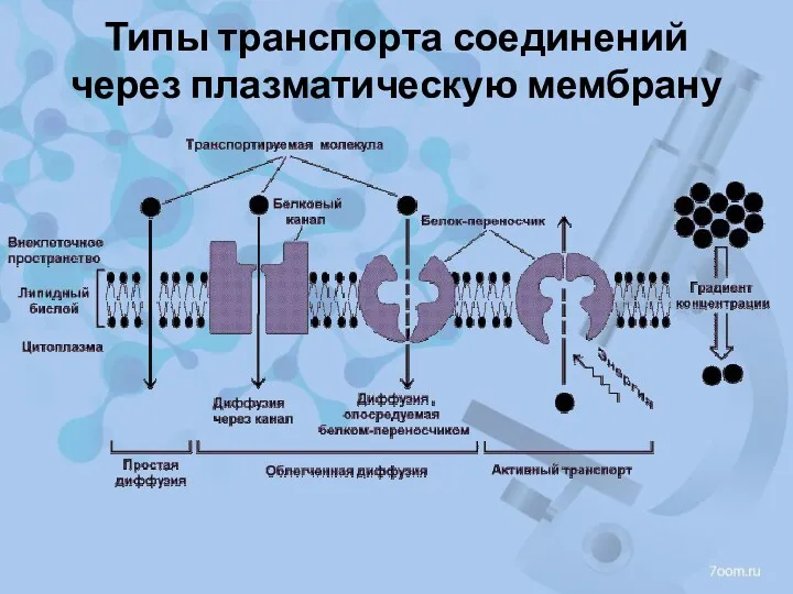 Типы транспорта соединений через плазматическую мембрану