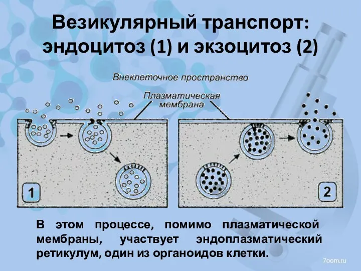 Везикулярный транспорт: эндоцитоз (1) и экзоцитоз (2) В этом процессе,