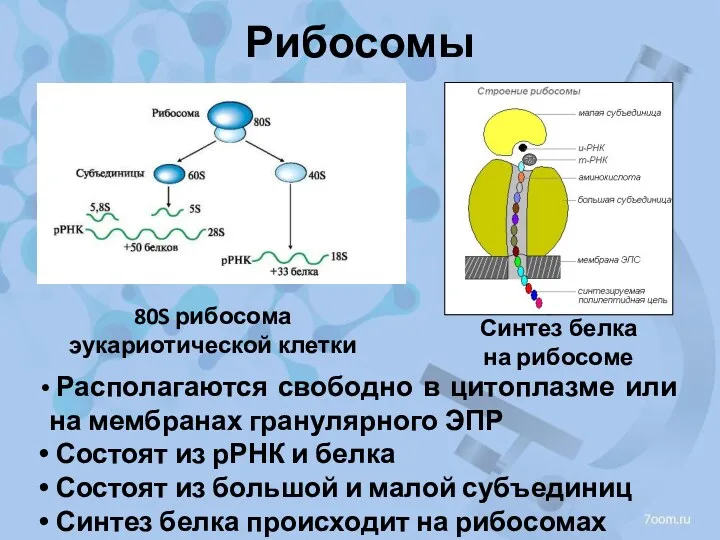 Рибосомы Располагаются свободно в цитоплазме или на мембранах гранулярного ЭПР