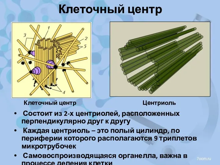 Клеточный центр Состоит из 2-х центриолей, расположенных перпендикулярно друг к