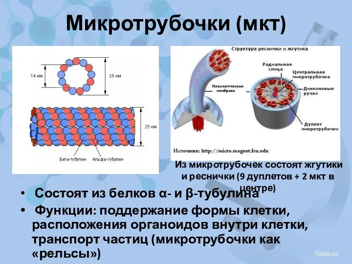 Микротрубочки (мкт) Состоят из белков α- и β-тубулина Функции: поддержание