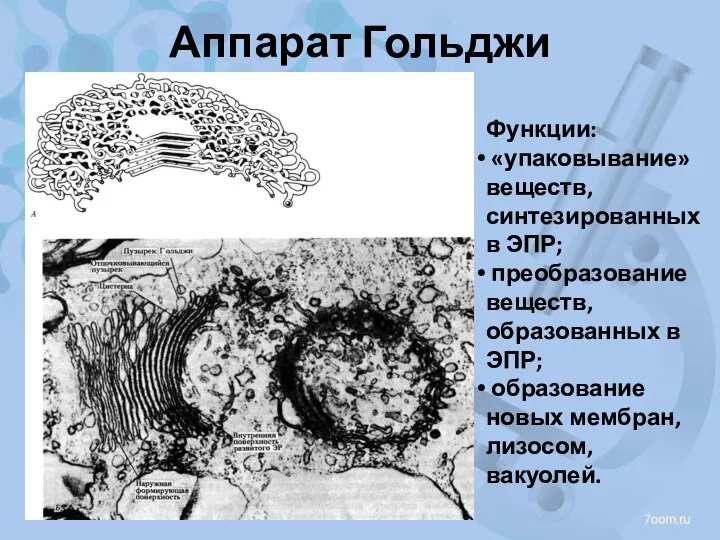 Аппарат Гольджи Функции: «упаковывание» веществ, синтезированных в ЭПР; преобразование веществ,