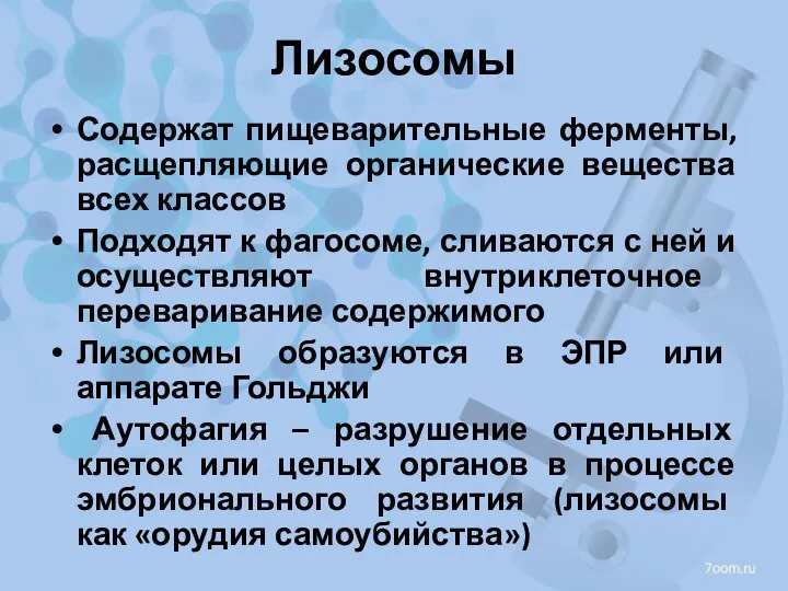 Лизосомы Содержат пищеварительные ферменты, расщепляющие органические вещества всех классов Подходят