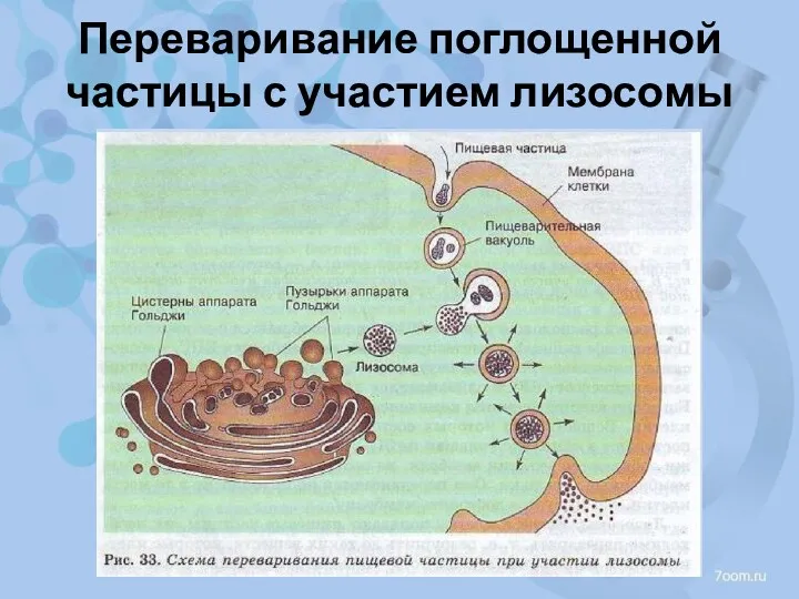 Переваривание поглощенной частицы с участием лизосомы