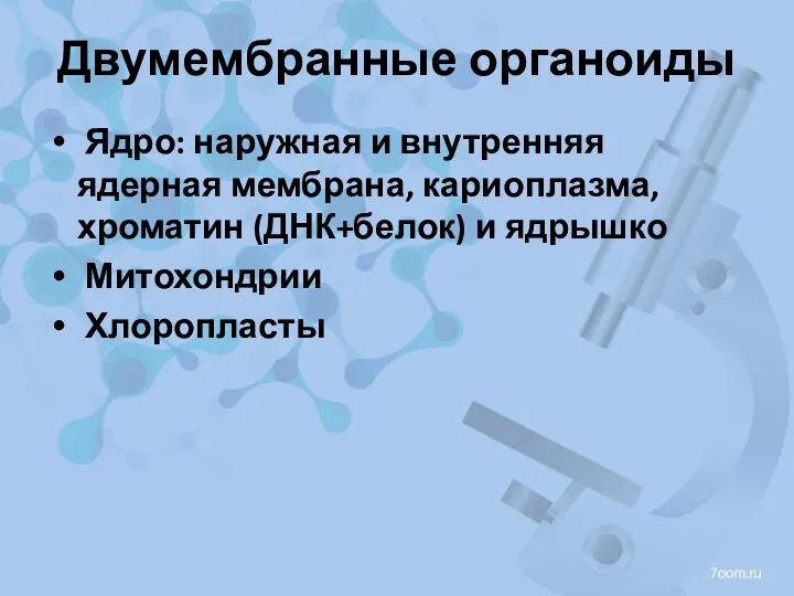 Двумембранные органоиды Ядро: наружная и внутренняя ядерная мембрана, кариоплазма, хроматин (ДНК+белок) и ядрышко Митохондрии Хлоропласты