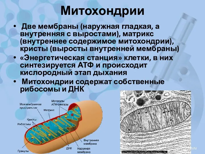 Митохондрии Две мембраны (наружная гладкая, а внутренняя с выростами), матрикс