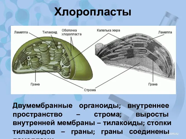 Хлоропласты Двумембранные органоиды; внутреннее пространство – строма; выросты внутренней мембраны