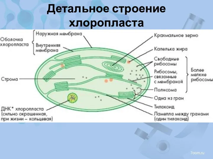 Детальное строение хлоропласта