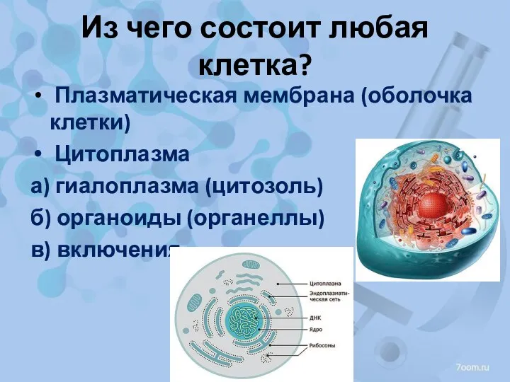 Из чего состоит любая клетка? Плазматическая мембрана (оболочка клетки) Цитоплазма