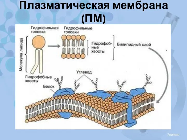 Плазматическая мембрана (ПМ)