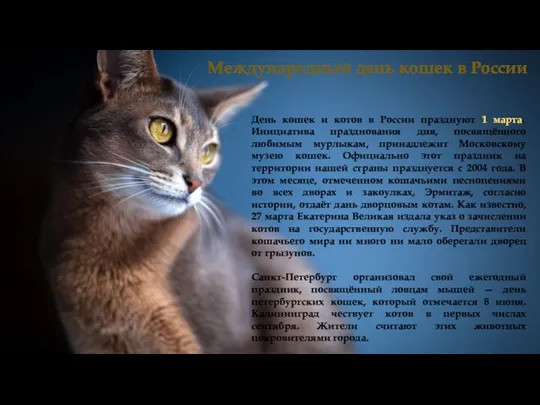 День кошек и котов в России празднуют 1 марта. Инициатива празднования дня, посвящённого