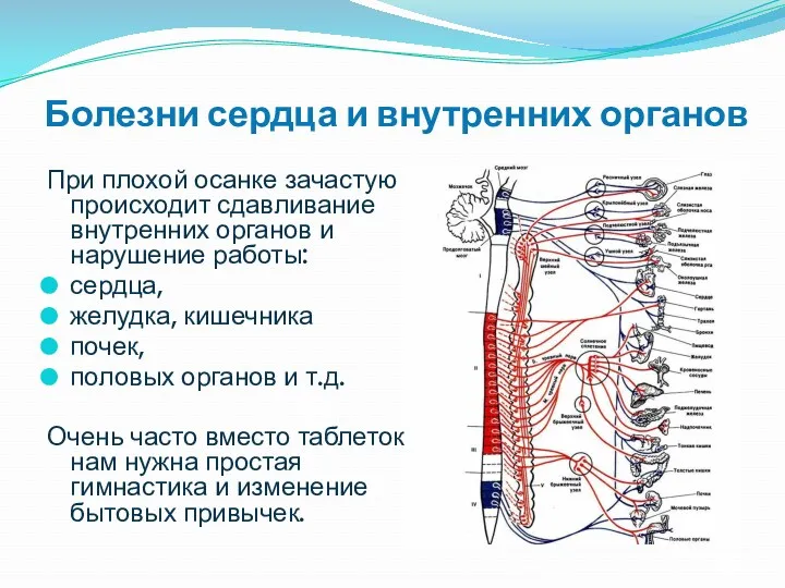 Болезни сердца и внутренних органов При плохой осанке зачастую происходит