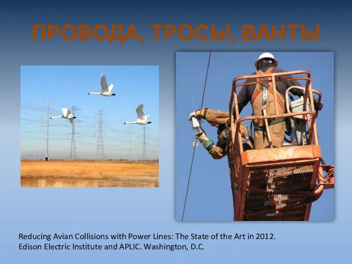 ПРОВОДА, ТРОСЫ, ВАНТЫ Reducing Avian Collisions with Power Lines: The