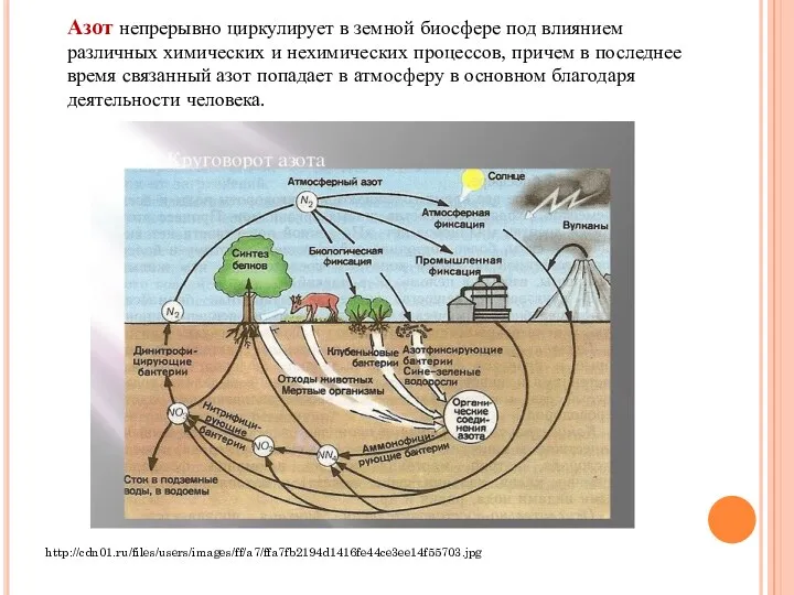 Азот непрерывно циркулирует в земной биосфере под влиянием различных химических