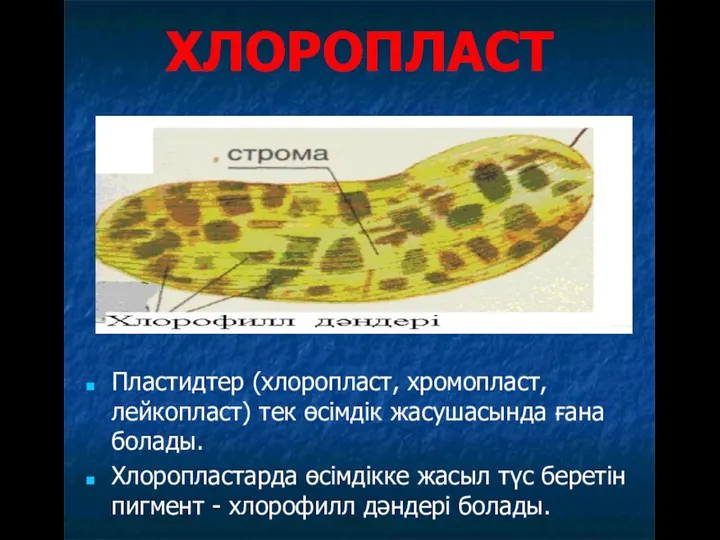ХЛОРОПЛАСТ Пластидтер (хлоропласт, хромопласт, лейкопласт) тек өсімдік жасушасында ғана болады. Хлоропластарда өсімдікке жасыл