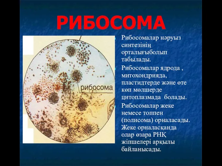 РИБОСОМА Рибосомалар нәруыз синтезінің орталығыболып табылады. Рибосомалар ядрода , митохондрияда, пластидтерде және өте