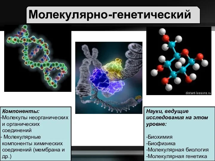 Молекулярно-генетический Компоненты: Молекулы неорганических и органических соединений Молекулярные компоненты химических