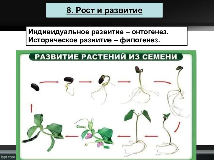 8. Рост и развитие Индивидуальное развитие – онтогенез. Историческое развитие – филогенез.