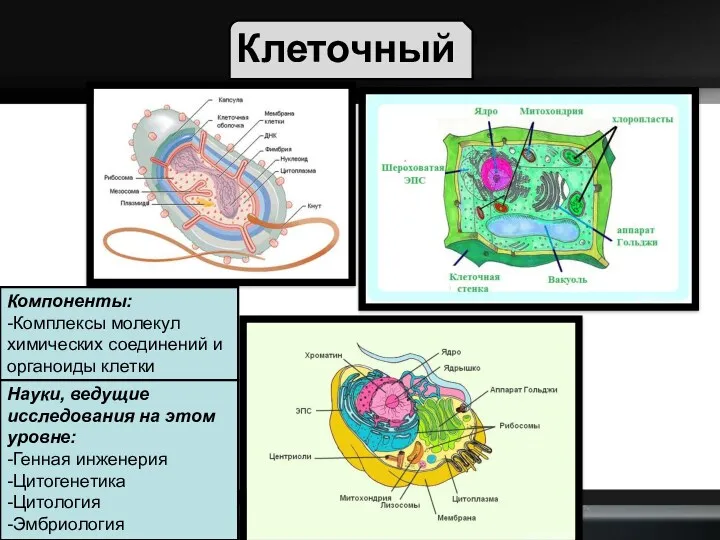 Клеточный Компоненты: -Комплексы молекул химических соединений и органоиды клетки Науки,