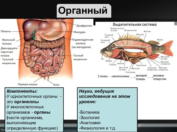 Органный Компоненты: У одноклеточных органы - это органеллы У многоклеточных