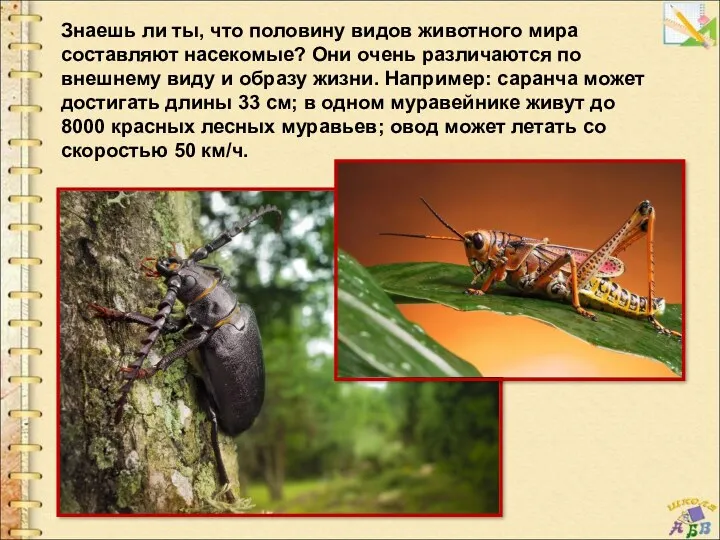 Знаешь ли ты, что половину видов животного мира составляют насекомые? Они очень различаются