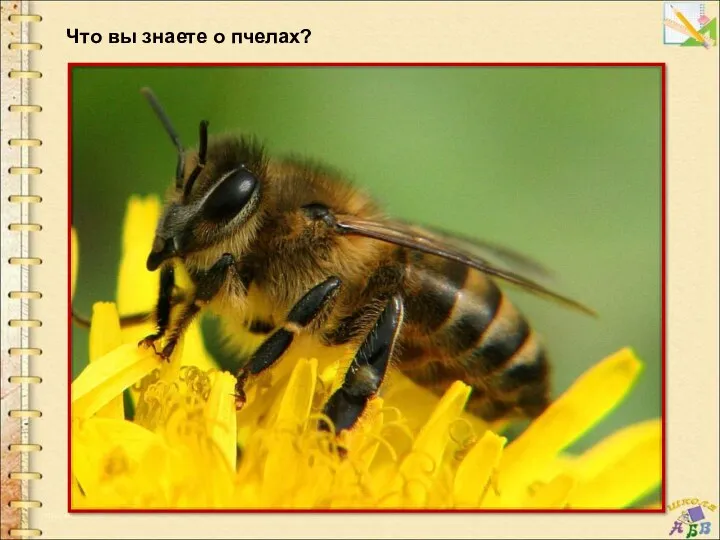 Что вы знаете о пчелах?