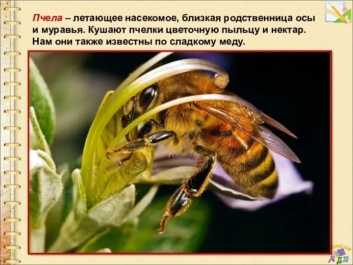 Пчела – летающее насекомое, близкая родственница осы и муравья. Кушают пчелки цветочную пыльцу