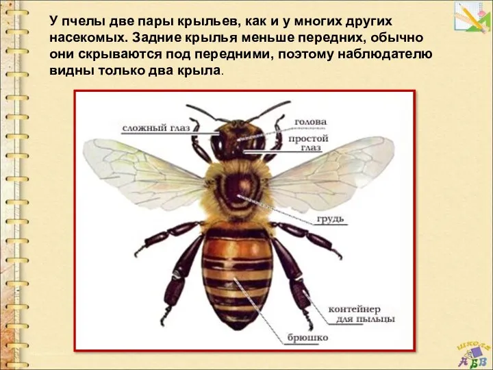 У пчелы две пары крыльев, как и у многих других насекомых. Задние крылья