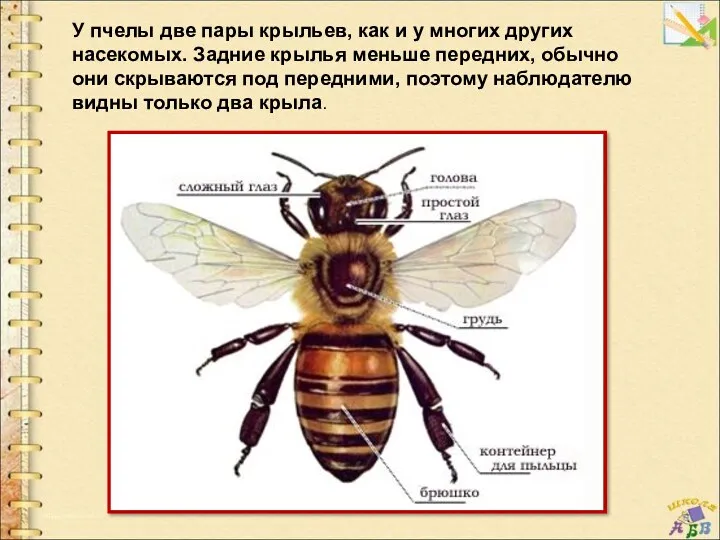 У пчелы две пары крыльев, как и у многих других