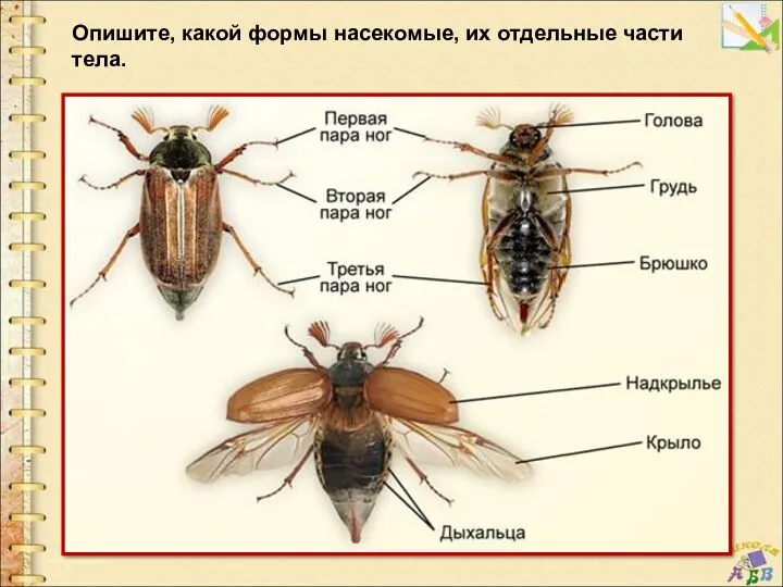 Опишите, какой формы насекомые, их отдельные части тела.