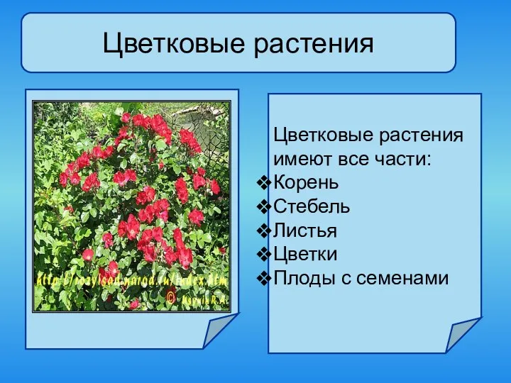 Цветковые растения Цветковые растения имеют все части: Корень Стебель Листья Цветки Плоды с семенами