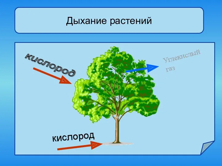 Дыхание растений кислород Углекислый газ кислород кислород