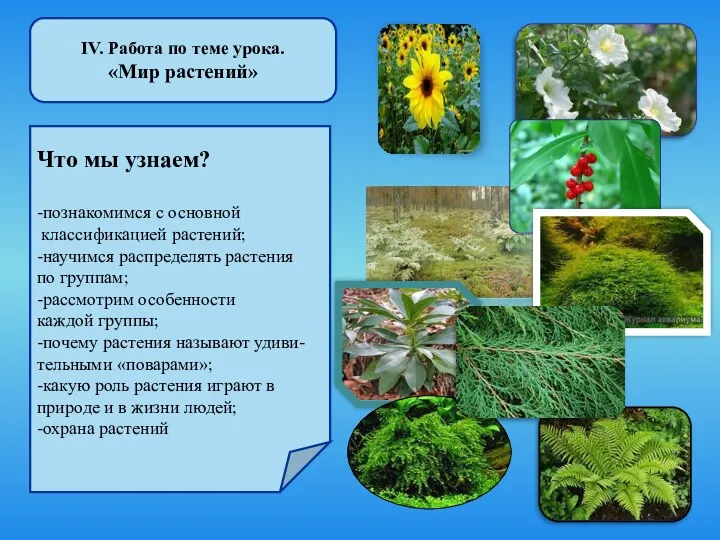 IV. Работа по теме урока. «Мир растений» Что мы узнаем?