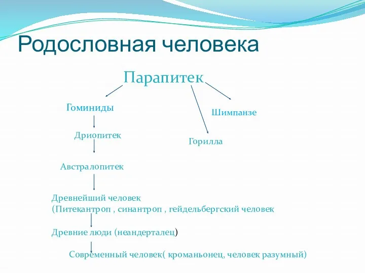 Родословная человека Парапитек Гоминиды Шимпанзе Горилла Дриопитек Австралопитек Древнейший человек