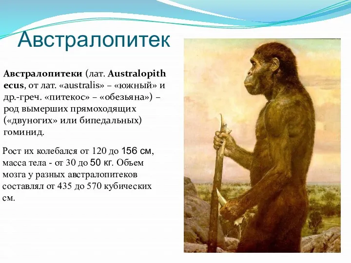 Австралопитек Австралопитеки (лат. Australopithecus, от лат. «australis» – «южный» и