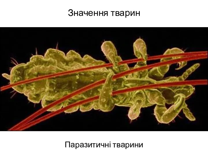 Значення тварин Паразитичні тварини