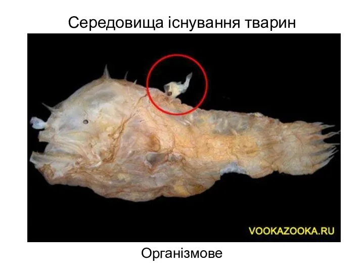 Середовища існування тварин Організмове